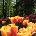 Tulipa frangee 'Valbella'